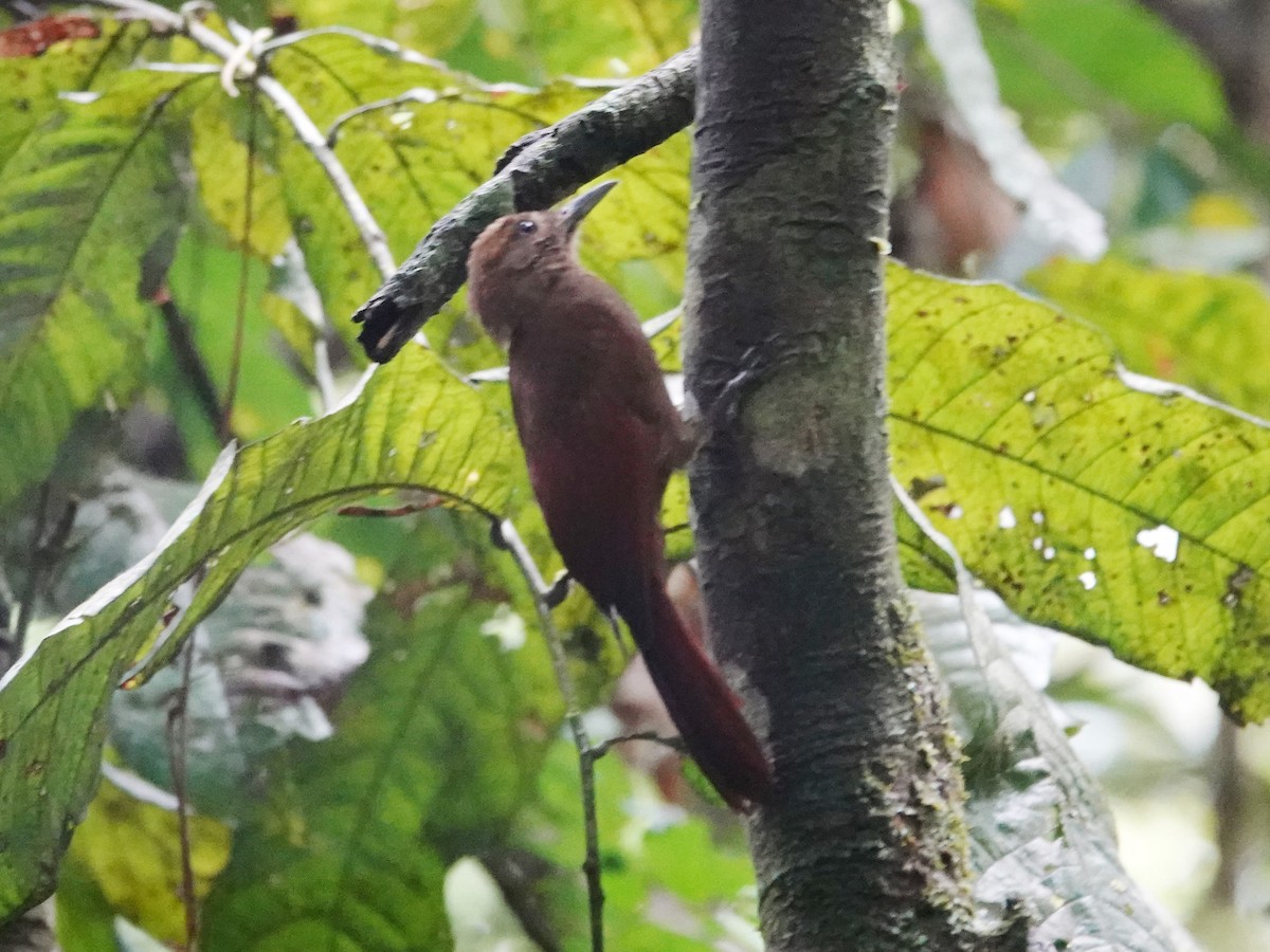 Plain-brown Woodcreeper - Barry Reed