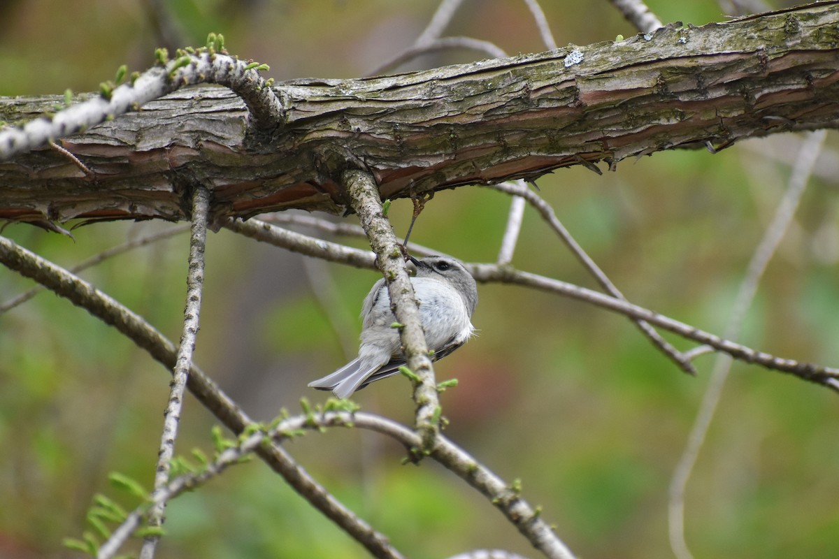 Golden-crowned Kinglet - ML617631805