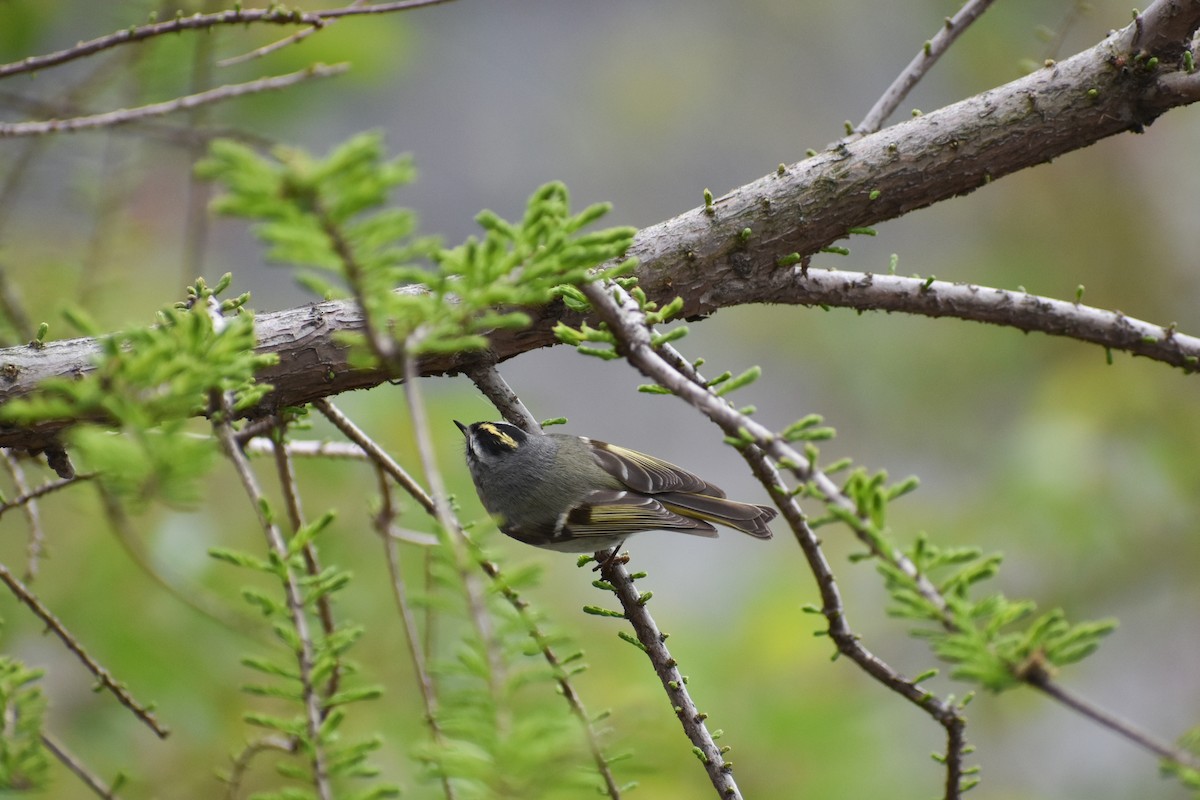 Golden-crowned Kinglet - ML617631806