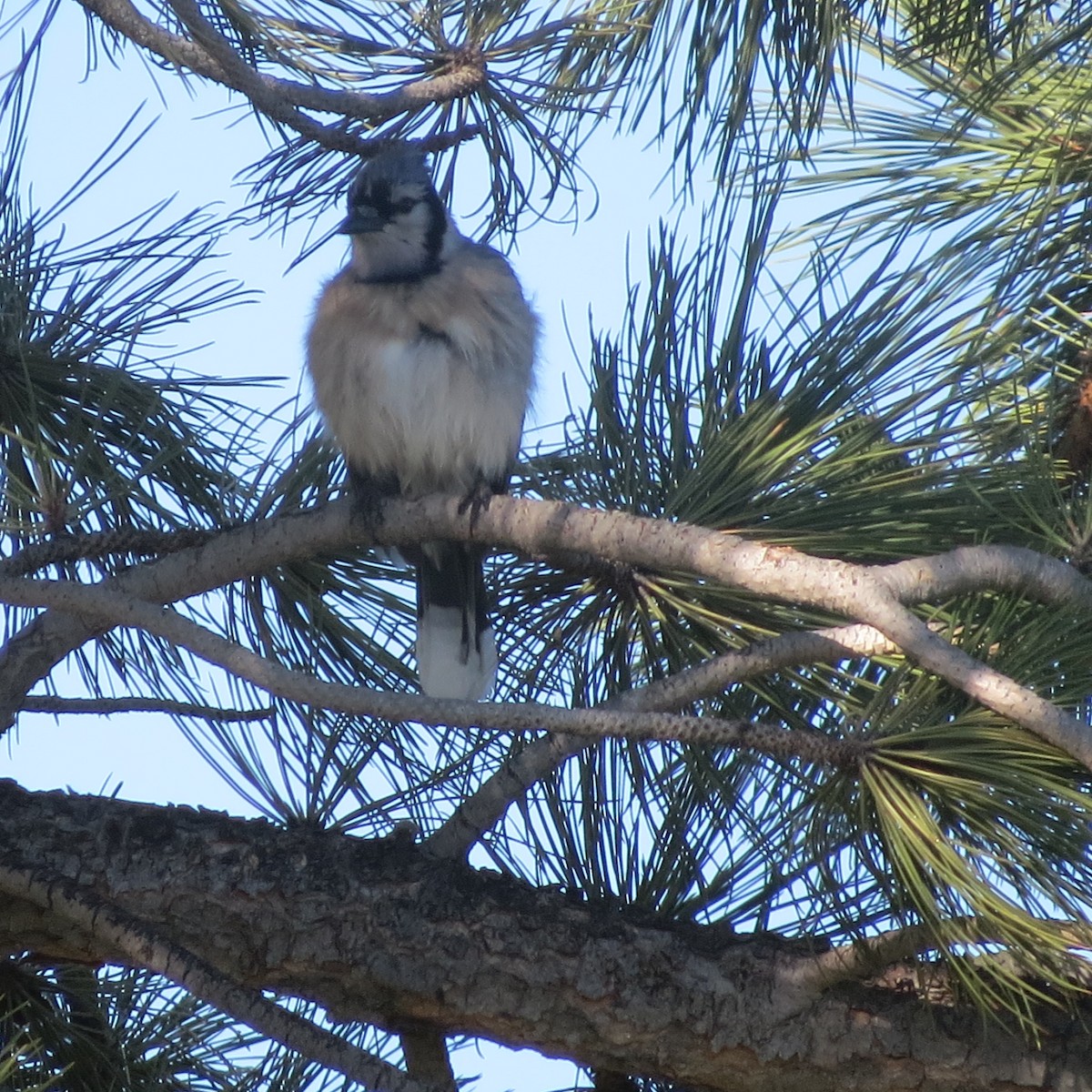 Blue Jay - ML61763181