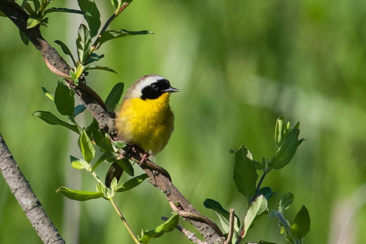 Common Yellowthroat - ML617631834