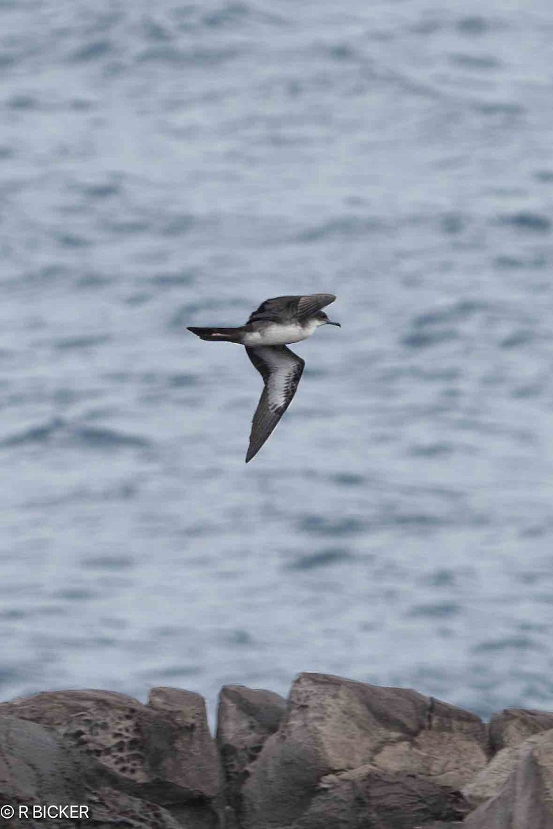 Wedge-tailed Shearwater - ML617631859