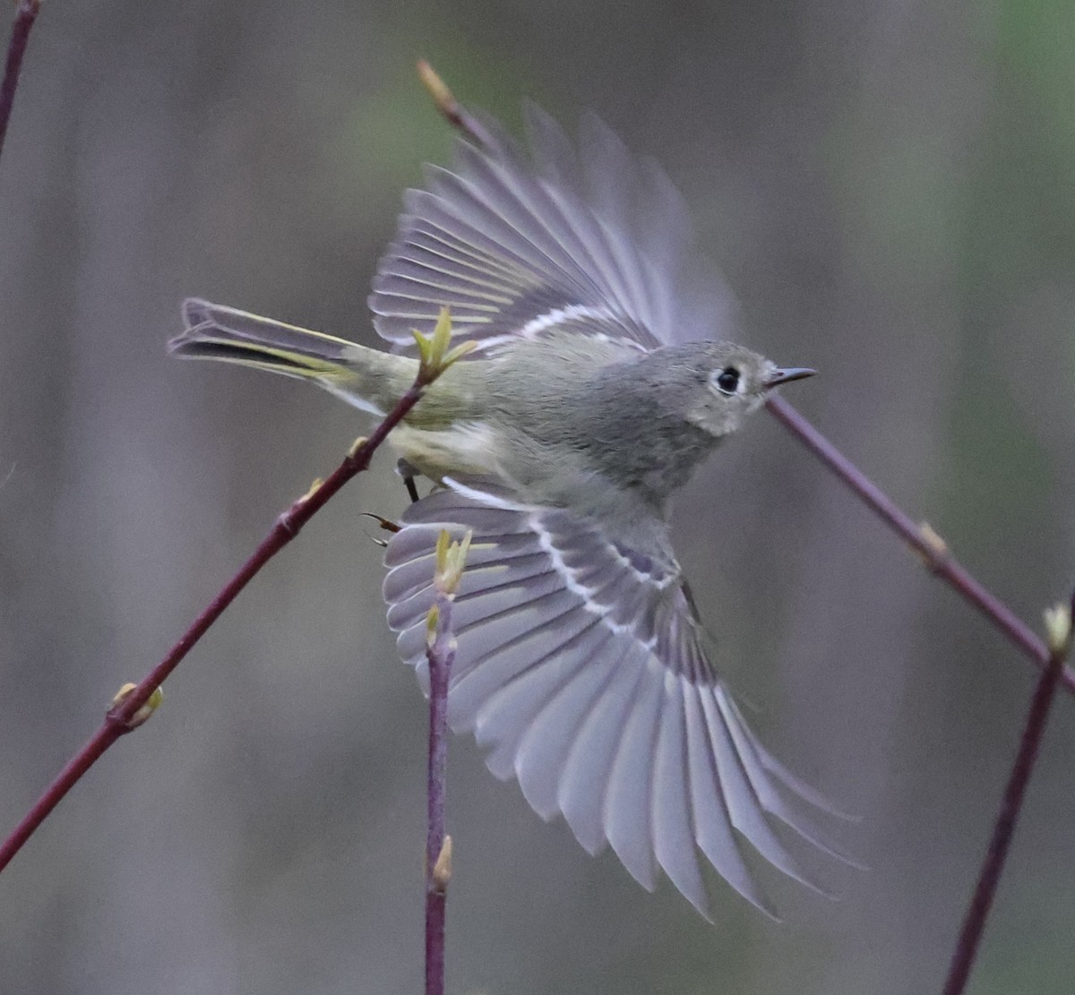 Ruby-crowned Kinglet - David Nicosia