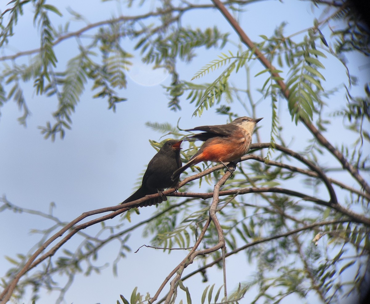 Vermilion Flycatcher - Carlos Castro