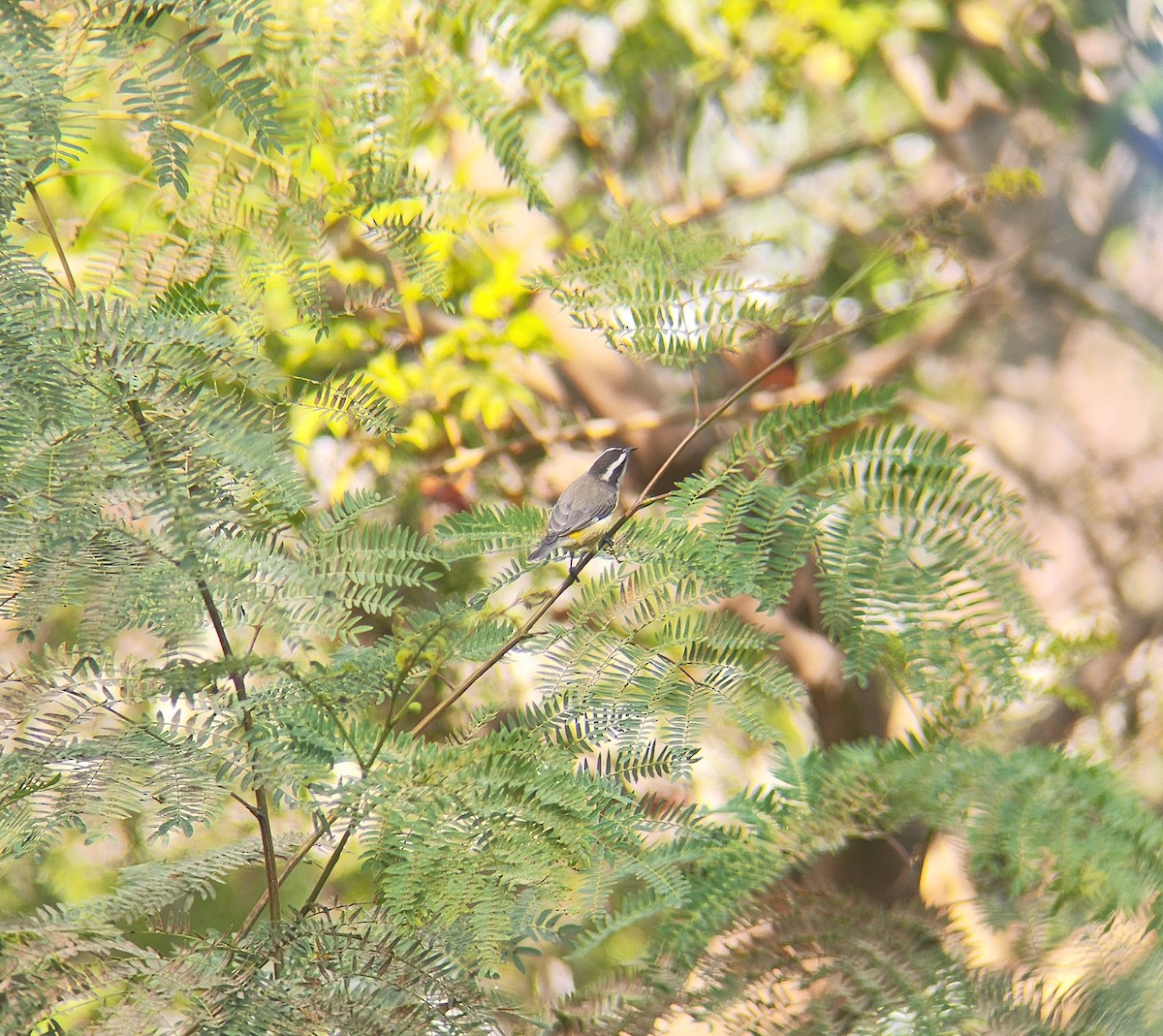 Bananaquit - Carlos Castro