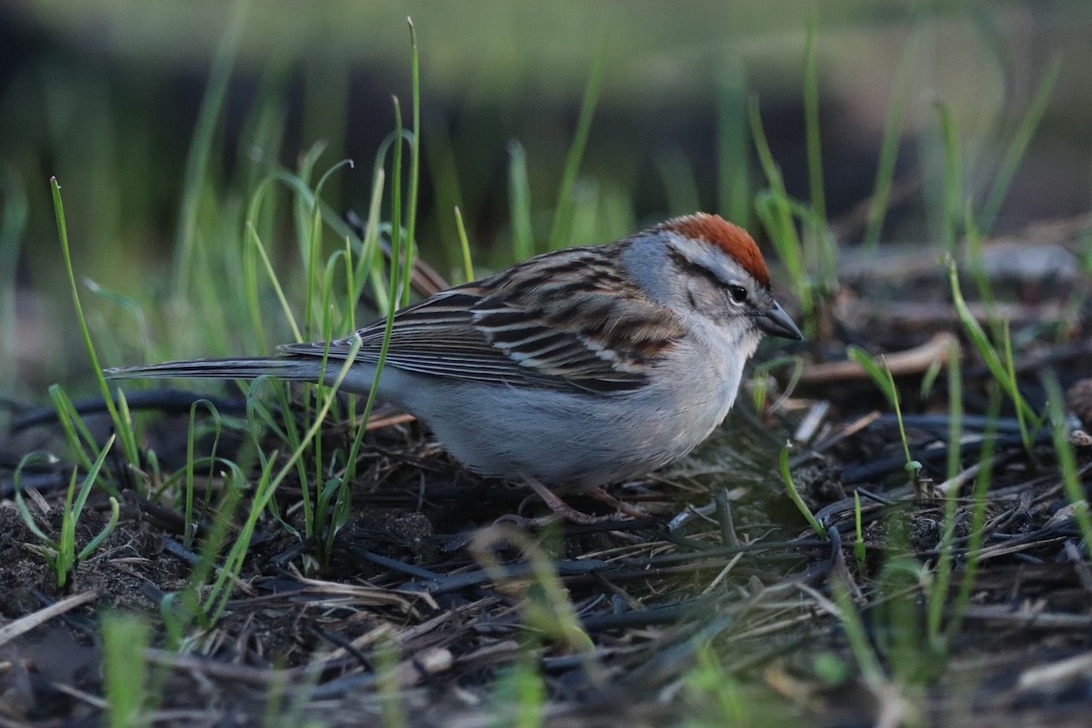 Chipping Sparrow - ML617631957