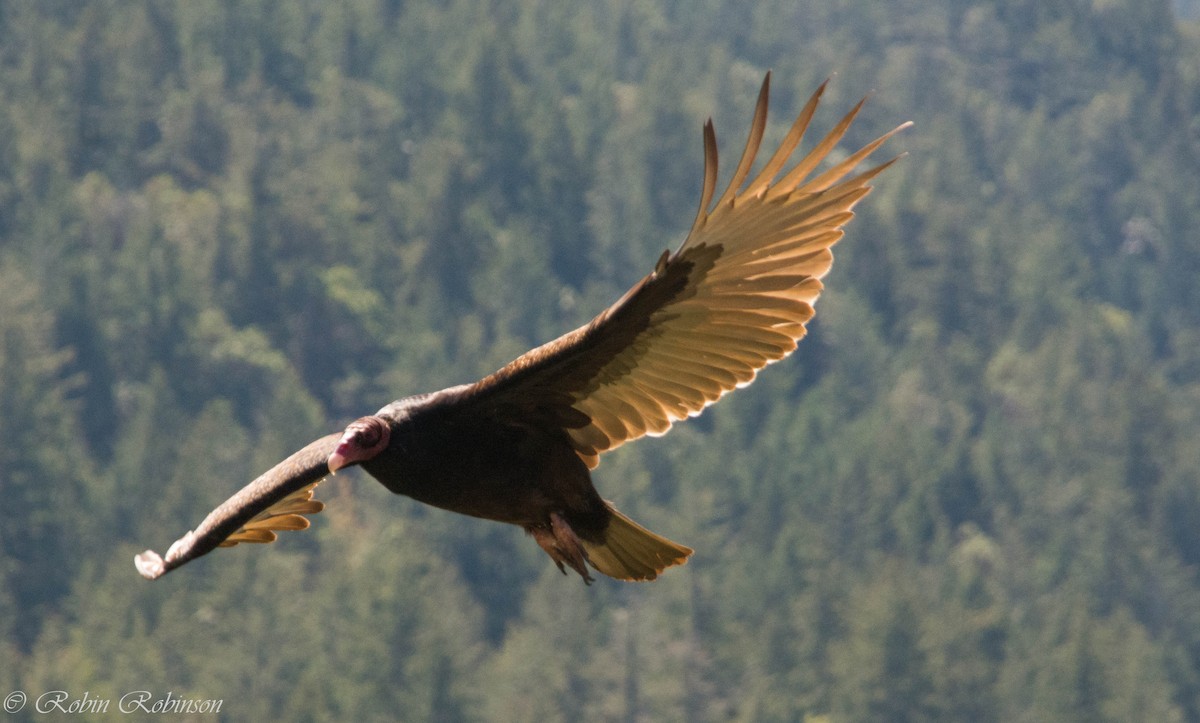Turkey Vulture - ML617632084