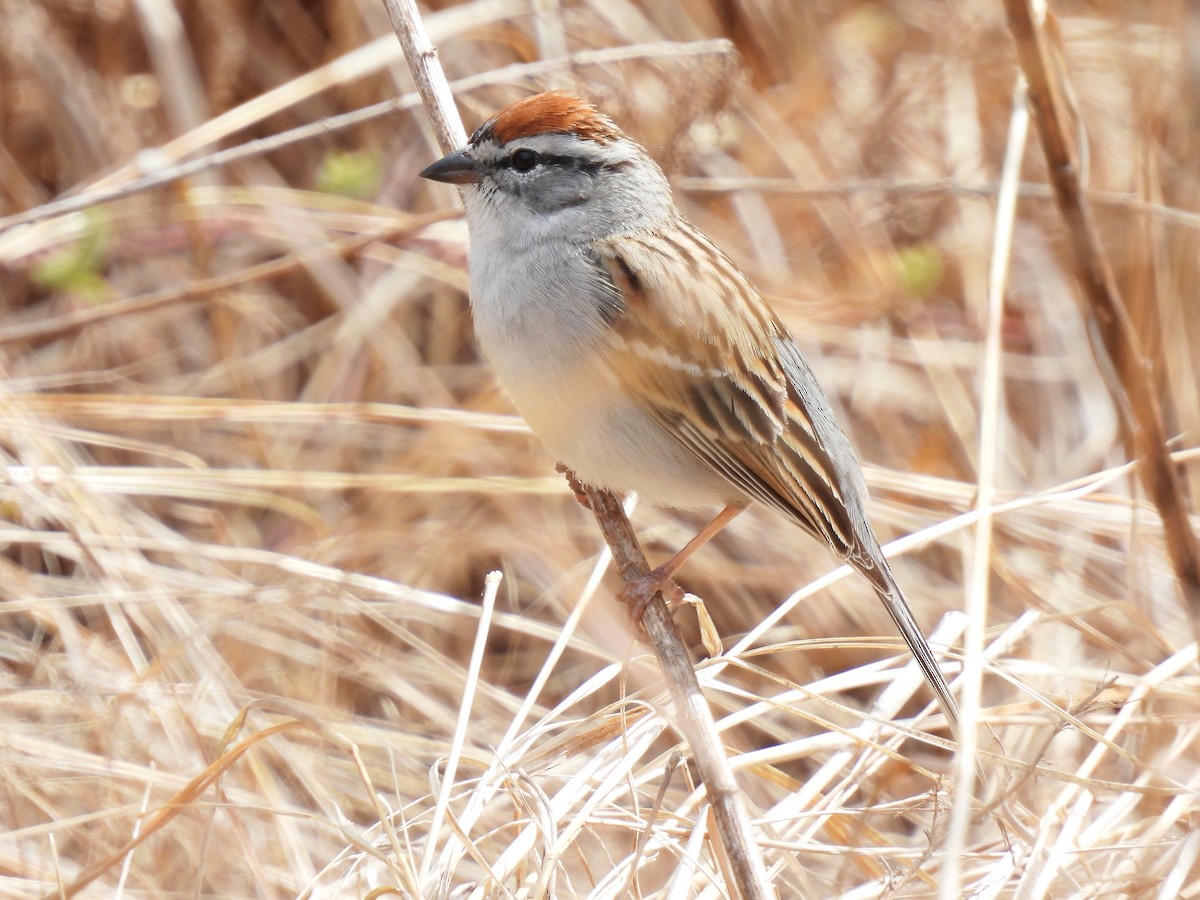 Chipping Sparrow - ML617632161