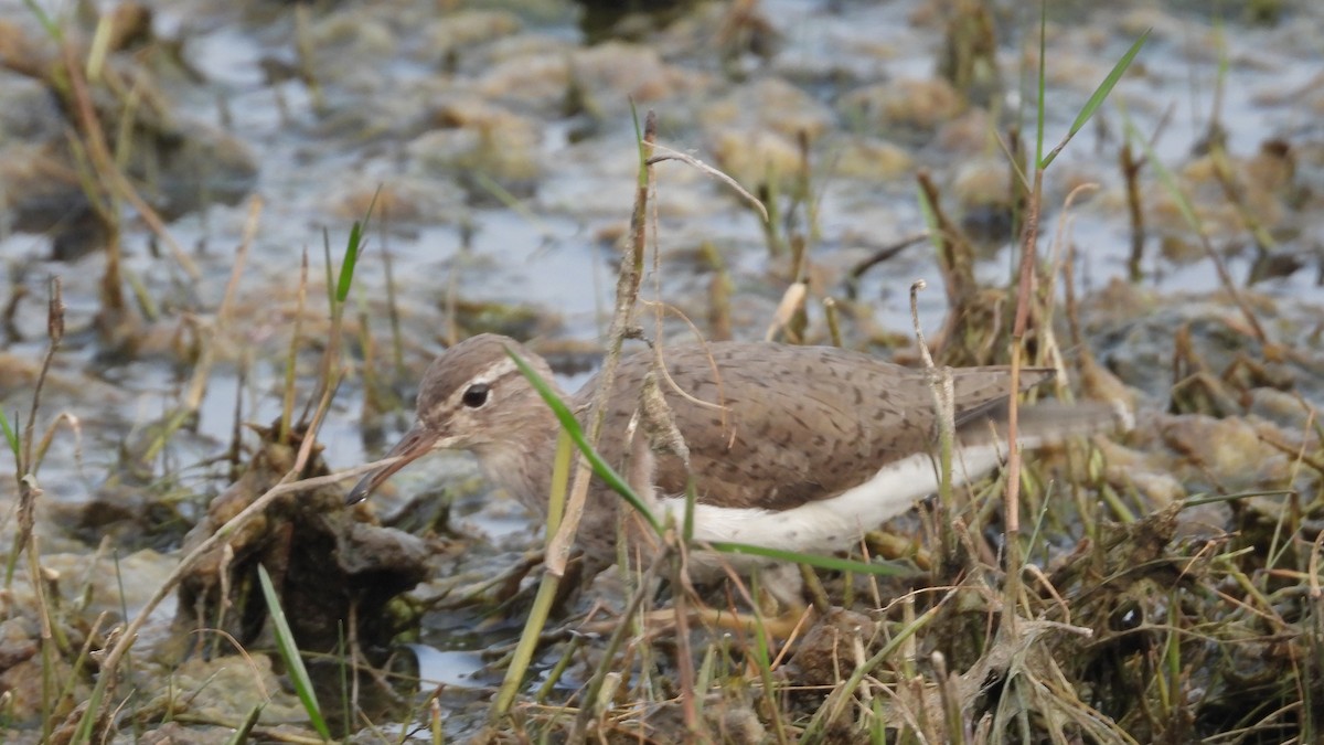 Spotted Sandpiper - ML617632166