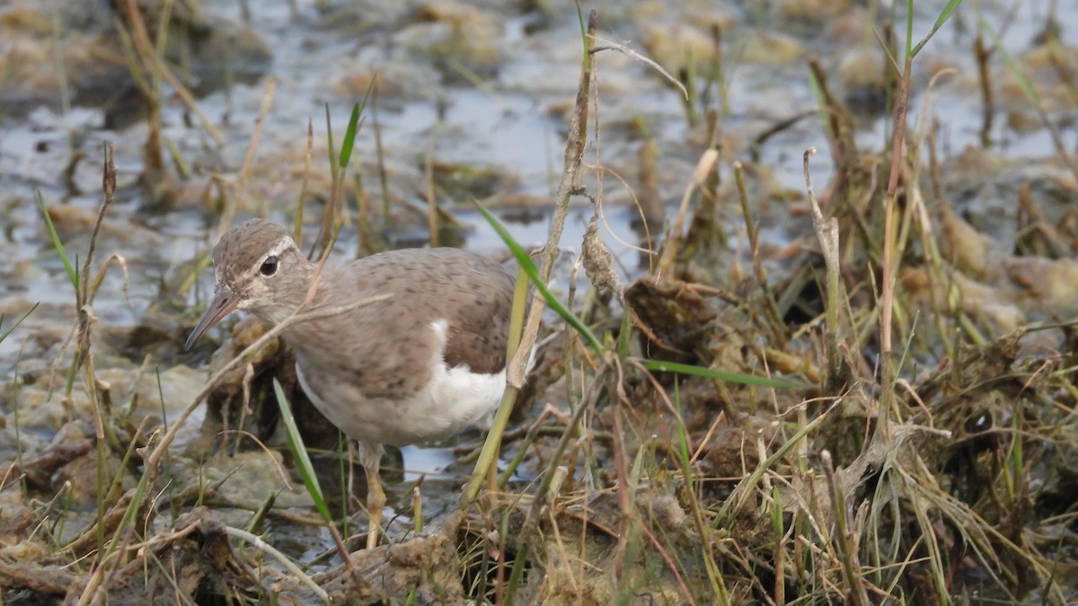 Spotted Sandpiper - ML617632167