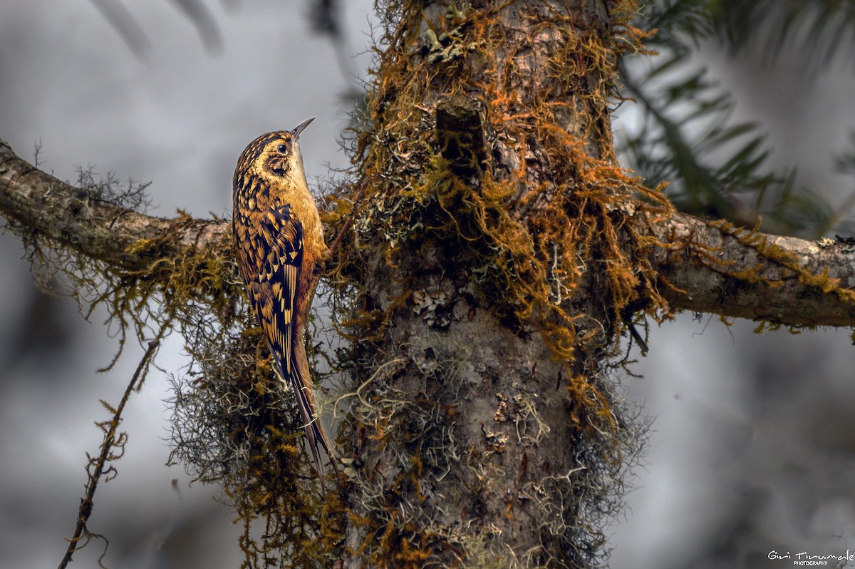 Rusty-flanked Treecreeper - ML617632246