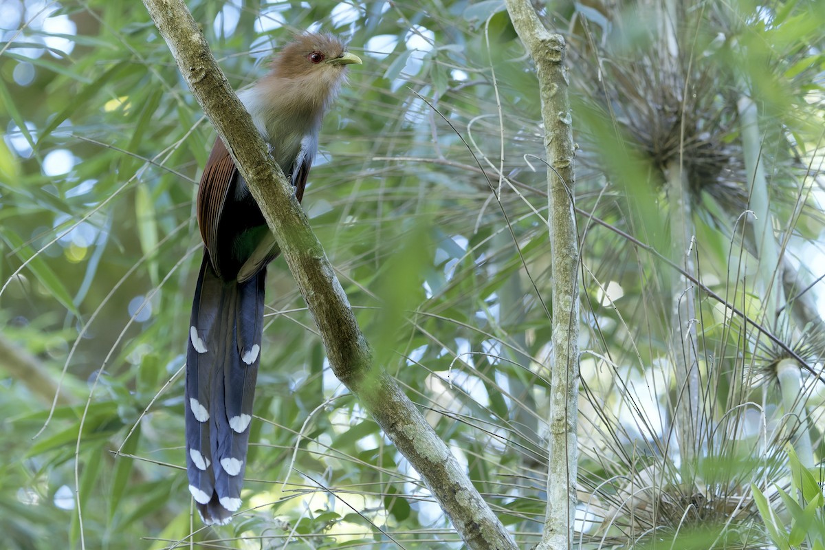 Squirrel Cuckoo - ML617632269