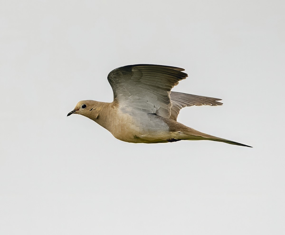 Eurasian Collared-Dove - ML617632278