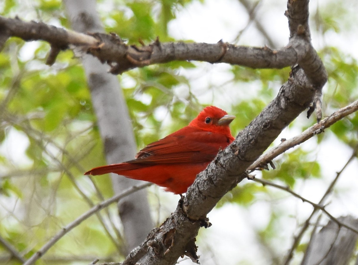 Summer Tanager - Christi McMillen