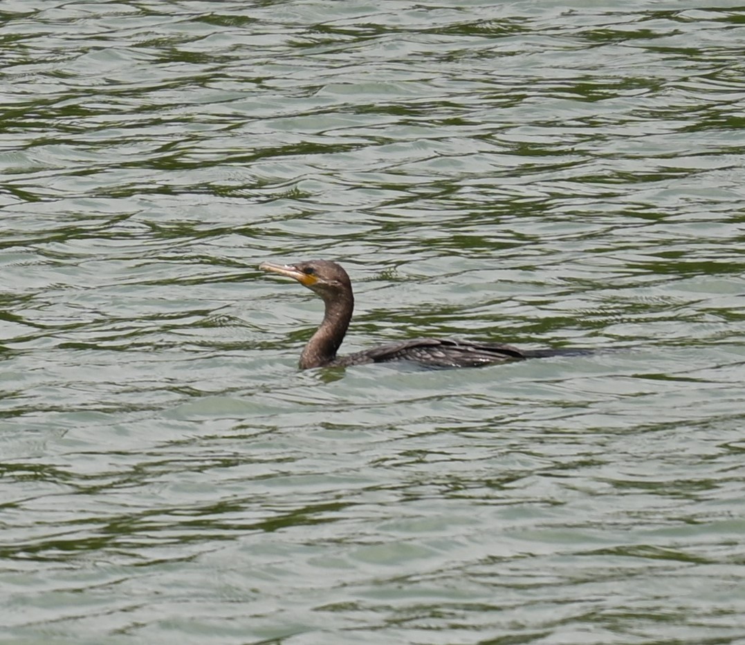 Neotropic Cormorant - Robert Perez