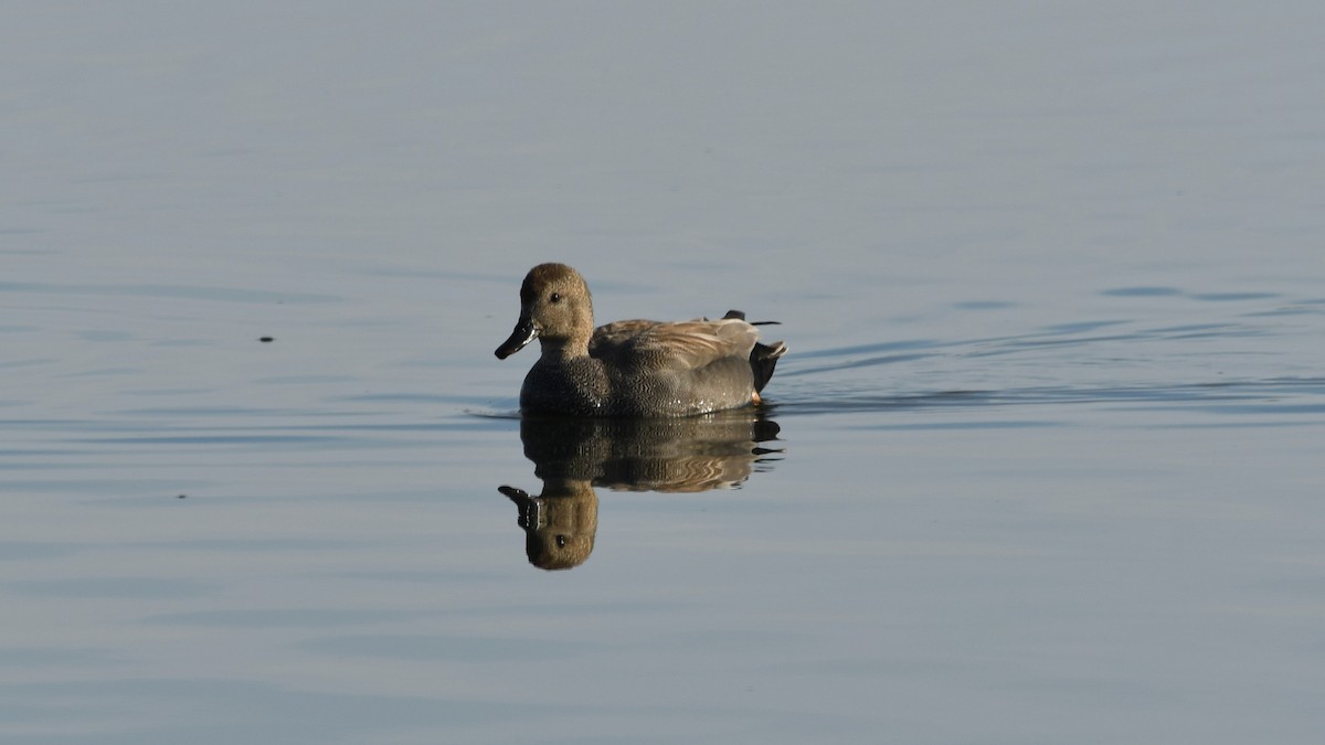 Gadwall - ML617632369