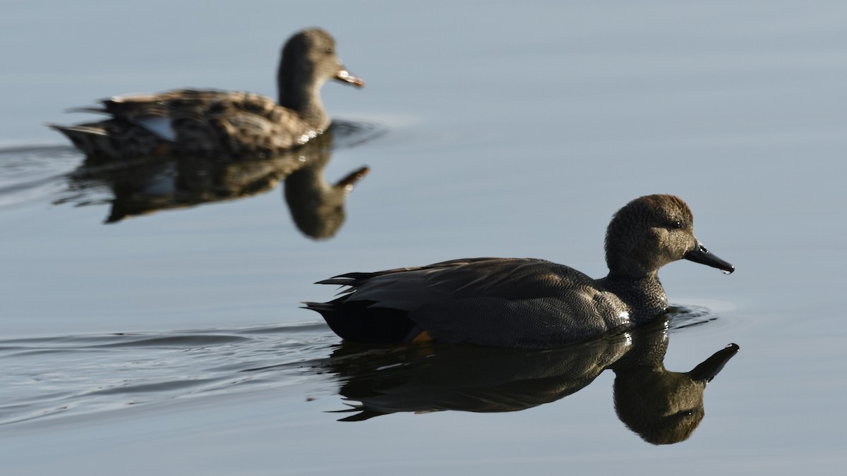 Gadwall - ML617632370