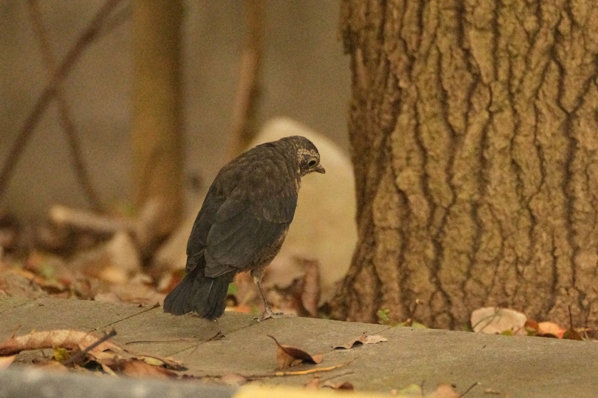 Chinese Blackbird - ML617632372