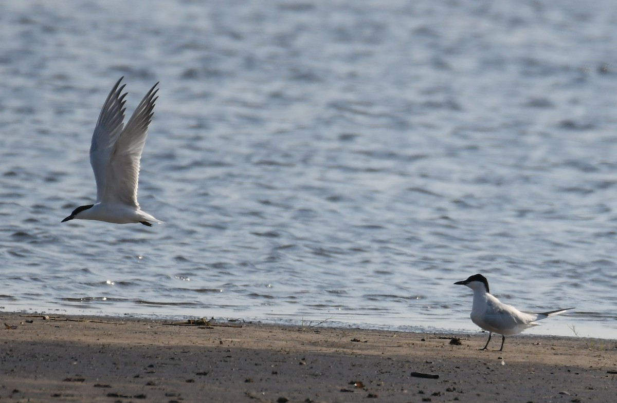 Gull-billed Tern - Sherri Brown