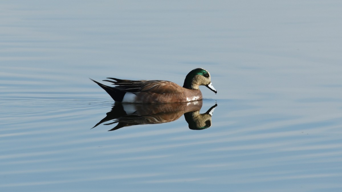 American Wigeon - ML617632431