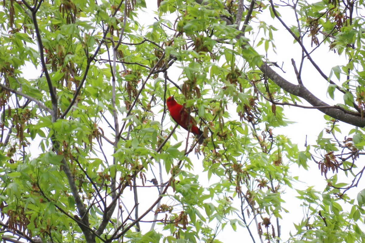 Scarlet Tanager - ML617632442
