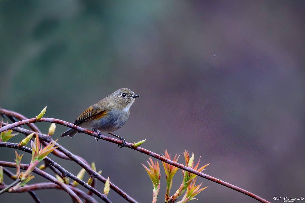 Himalayan Bluetail - Giri Tirumale