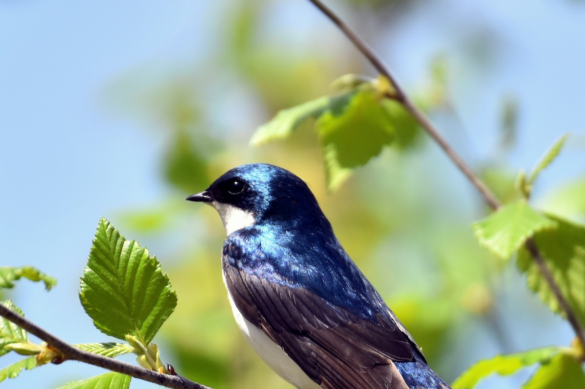 Tree Swallow - ML617632455