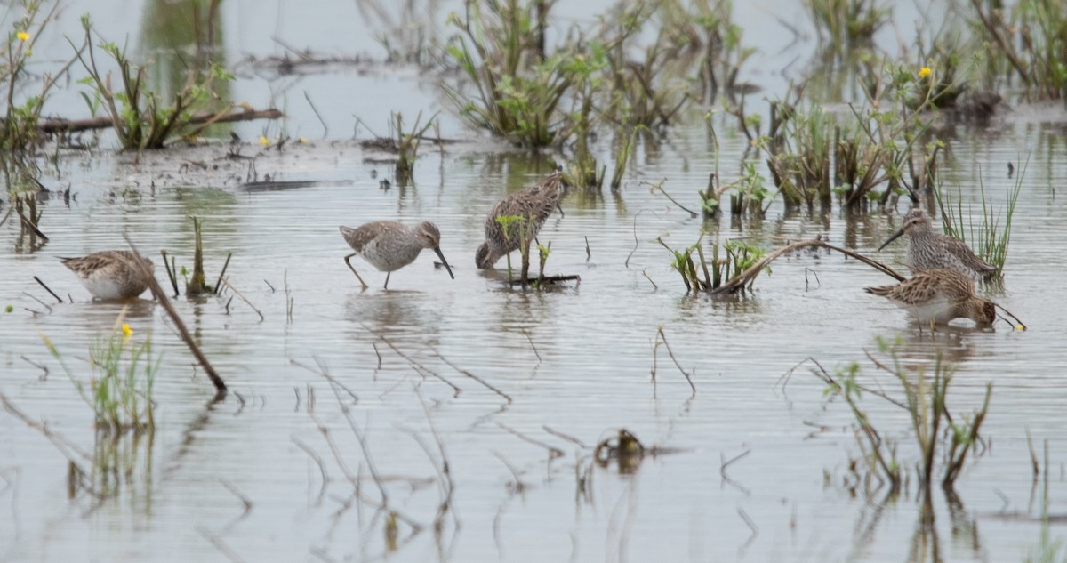 Stilt Sandpiper - ML617632501