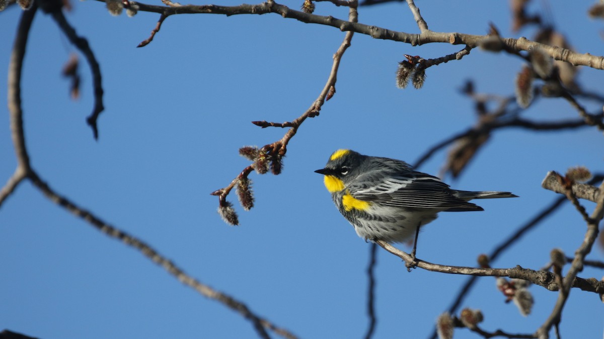 Yellow-rumped Warbler - Jim Sims