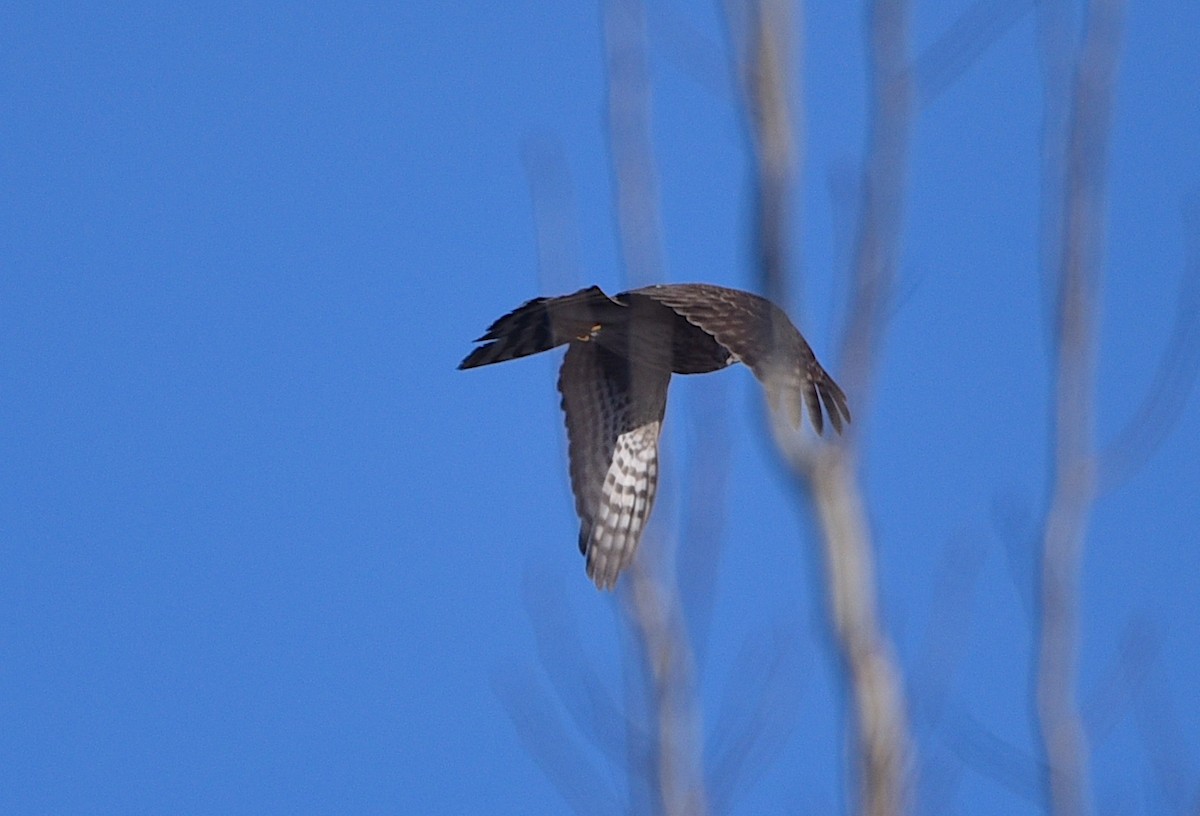 Sharp-shinned Hawk - ML617632545