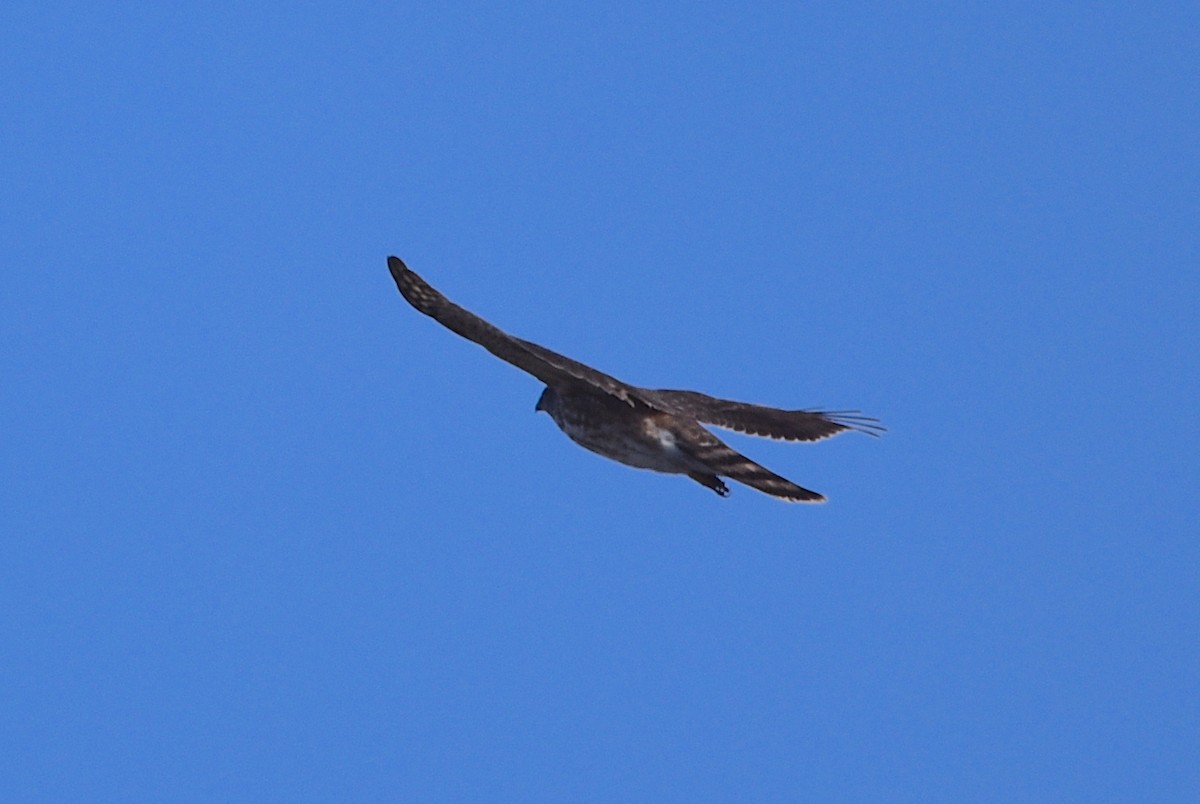 Sharp-shinned Hawk - ML617632546