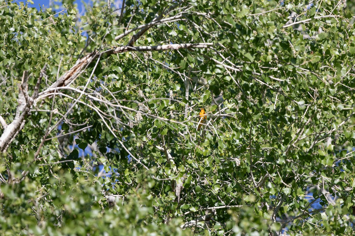 Bullock's Oriole - ML617632552