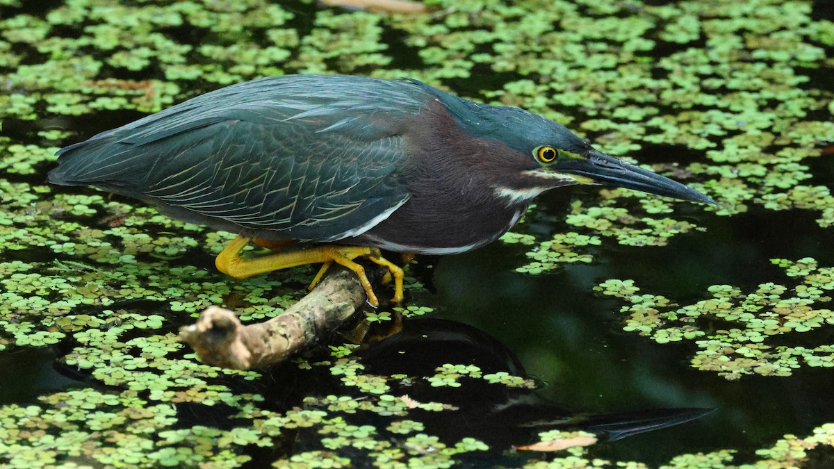 Green Heron - ML617632583