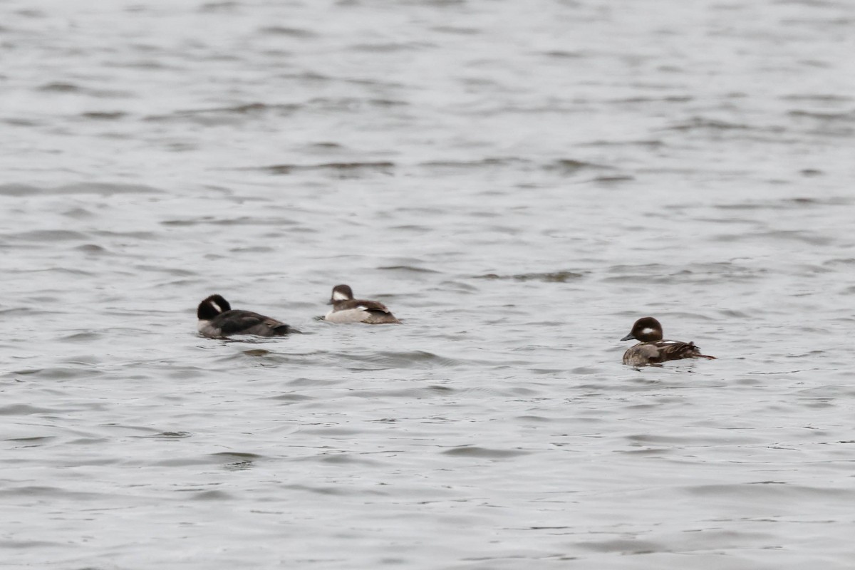 Bufflehead - Boni Edwards