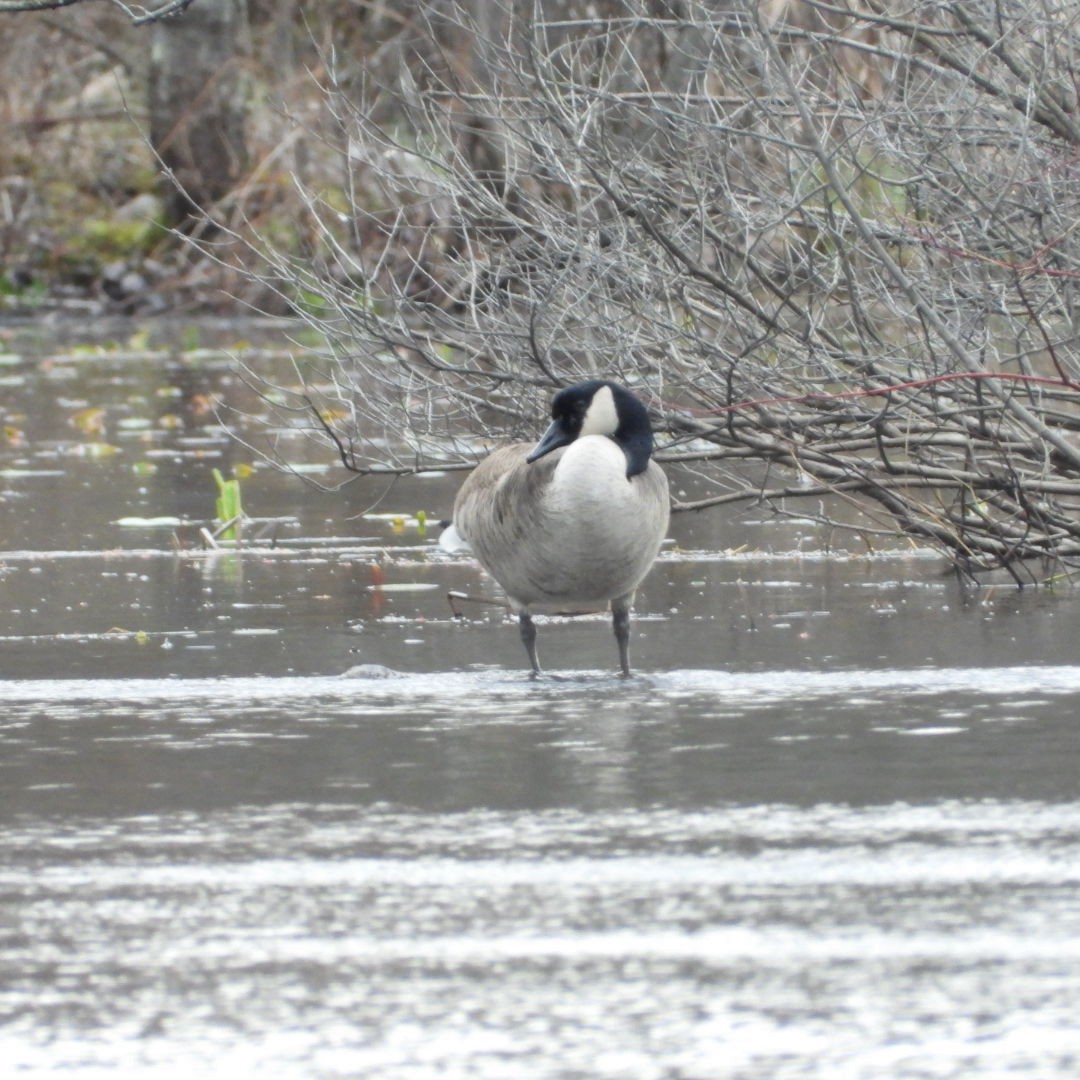 Canada Goose - ML617632665