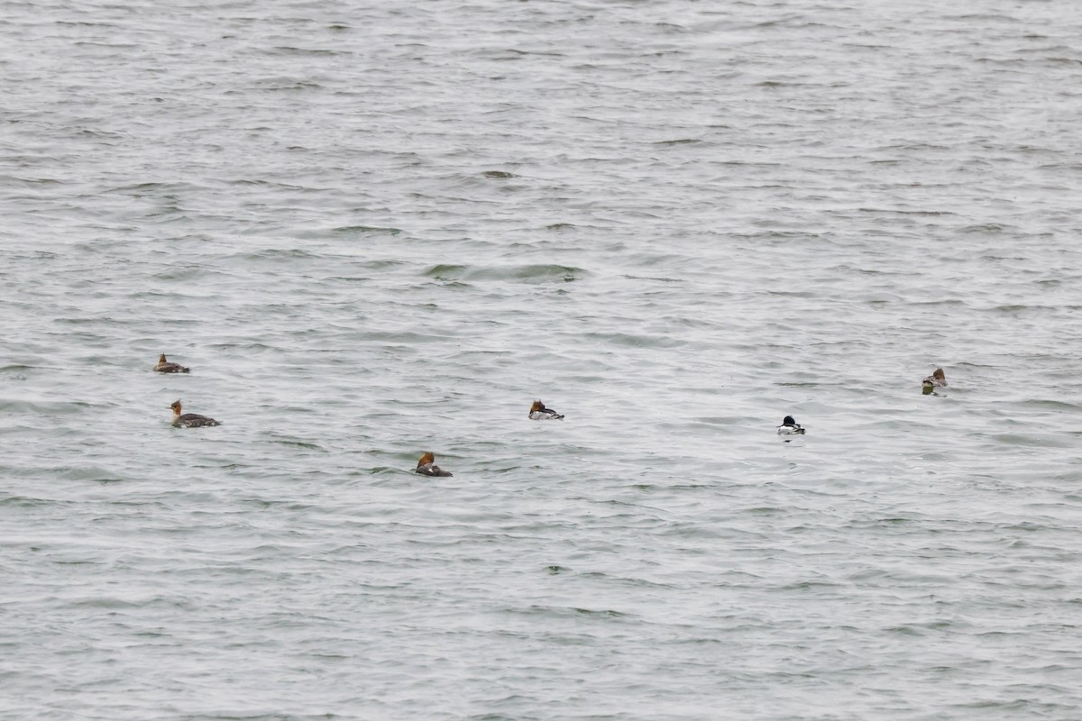 Red-breasted Merganser - ML617632676