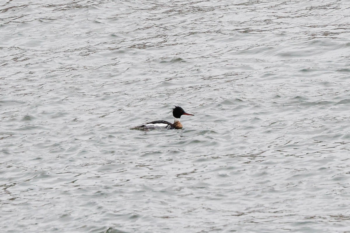 Red-breasted Merganser - ML617632677