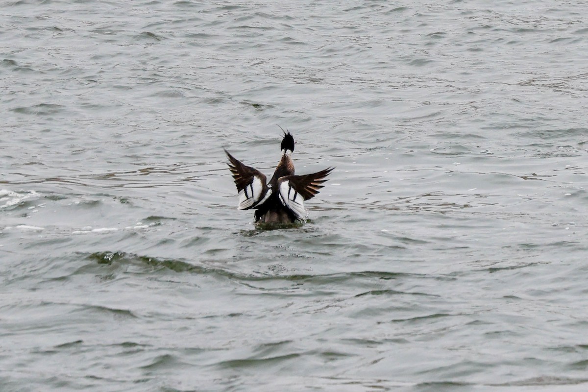 Red-breasted Merganser - ML617632678