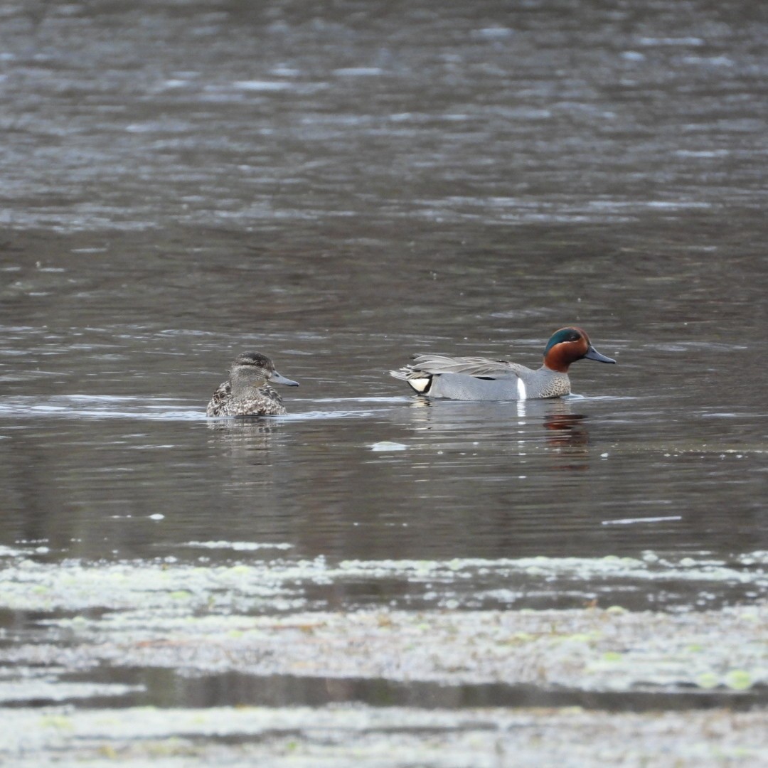 Green-winged Teal - ML617632697