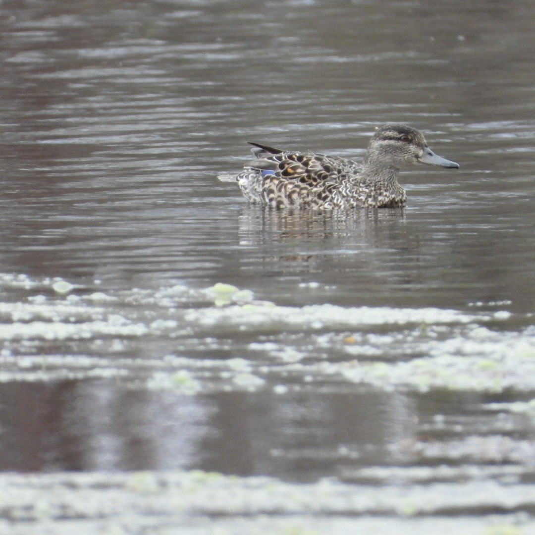 Green-winged Teal - ML617632698