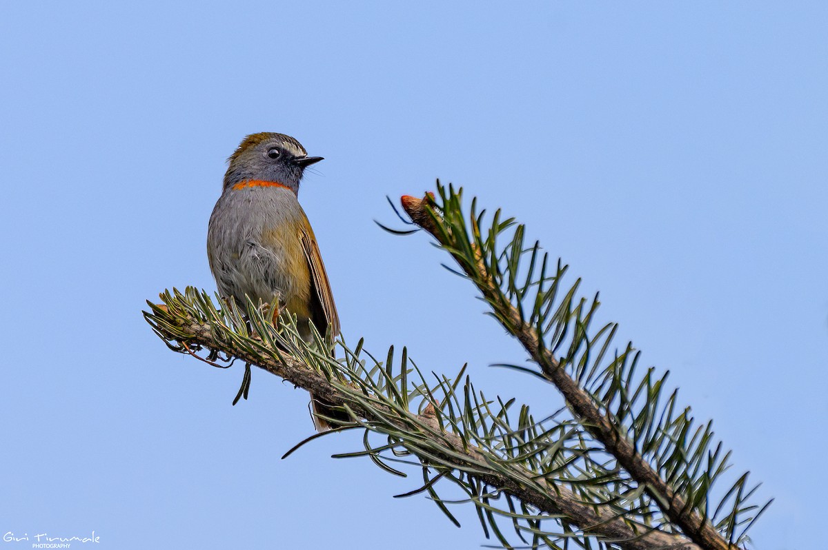 Rufous-gorgeted Flycatcher - ML617632707