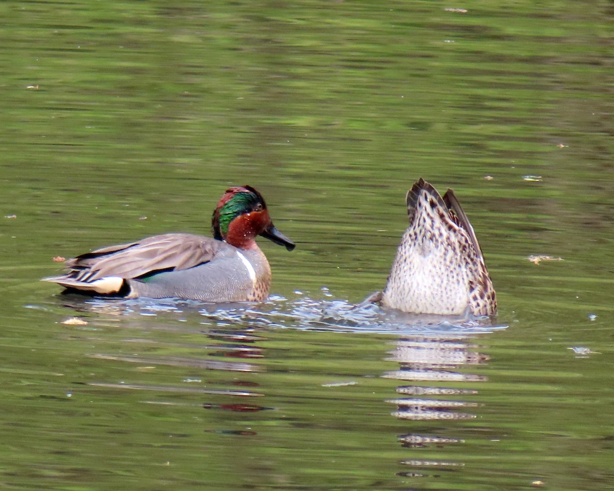 Green-winged Teal - ML617632724