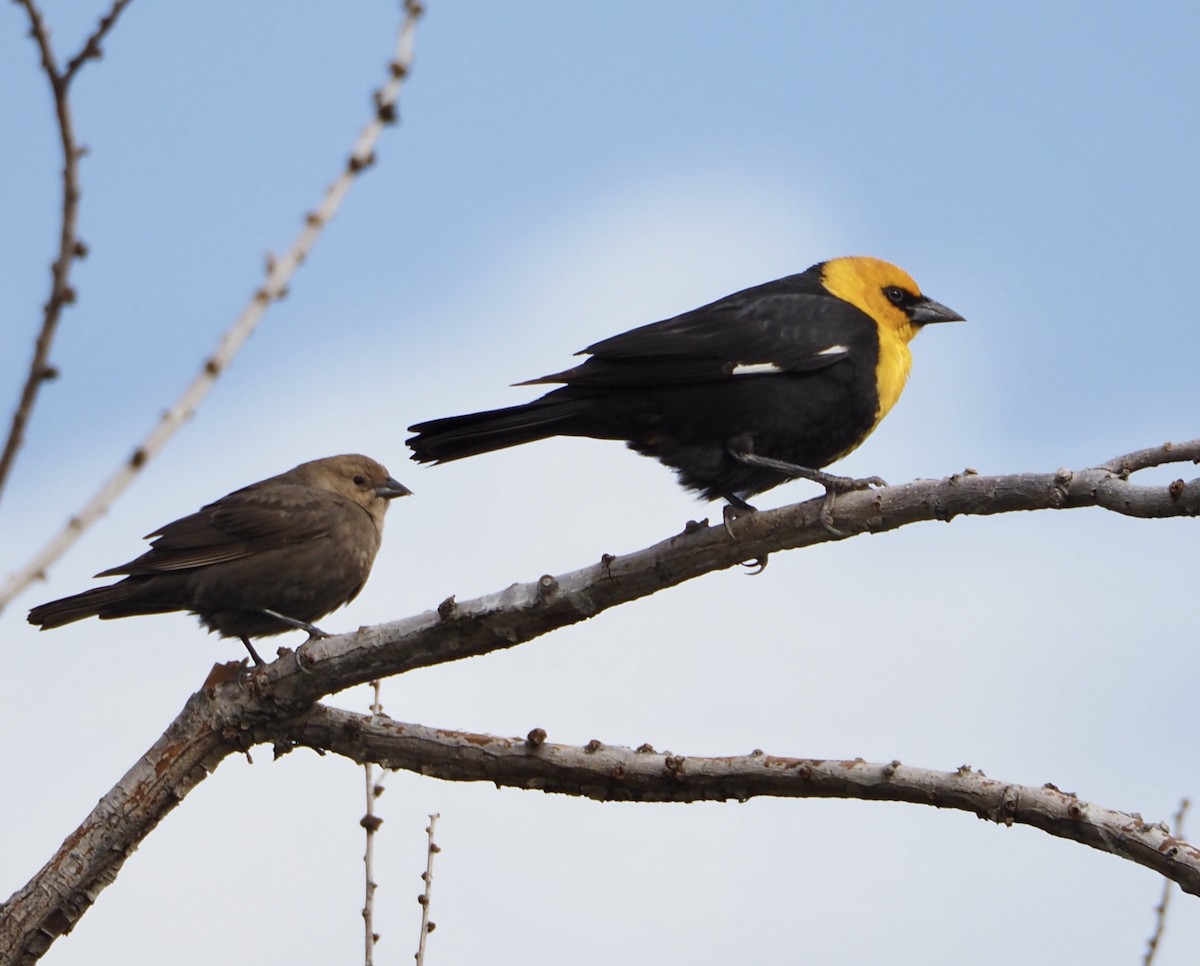 Yellow-headed Blackbird - Bob Nieman