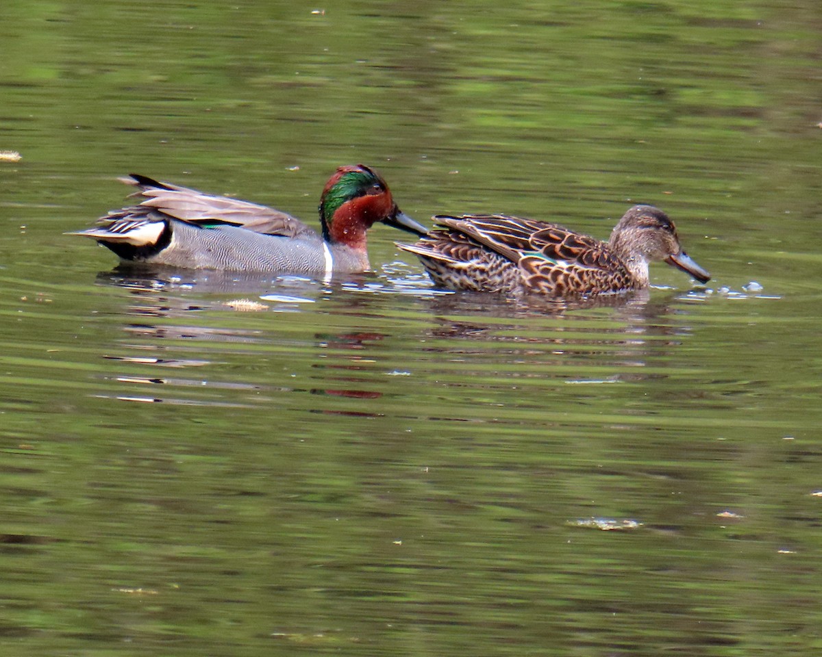 Green-winged Teal - ML617632729