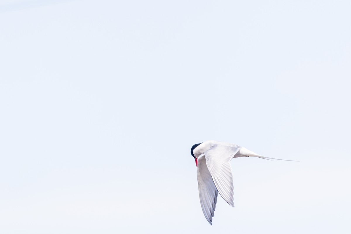 Arctic Tern - Sam Denenberg