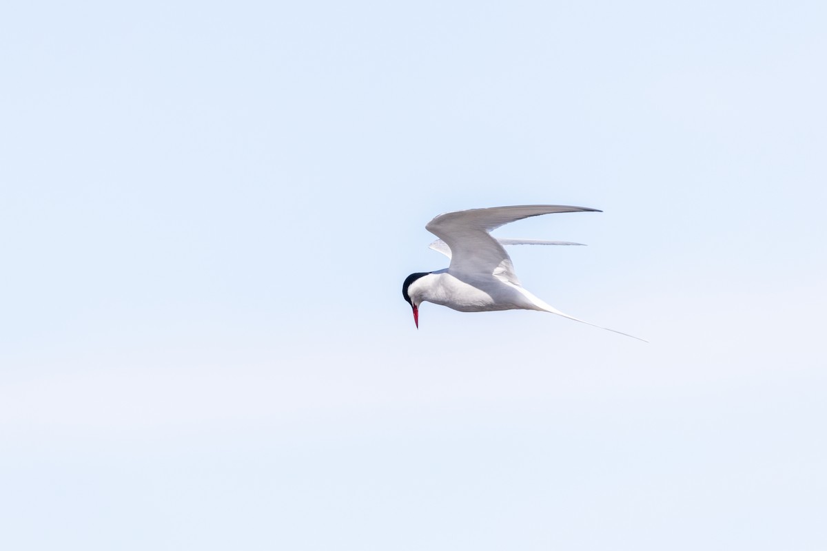 Arctic Tern - Sam Denenberg