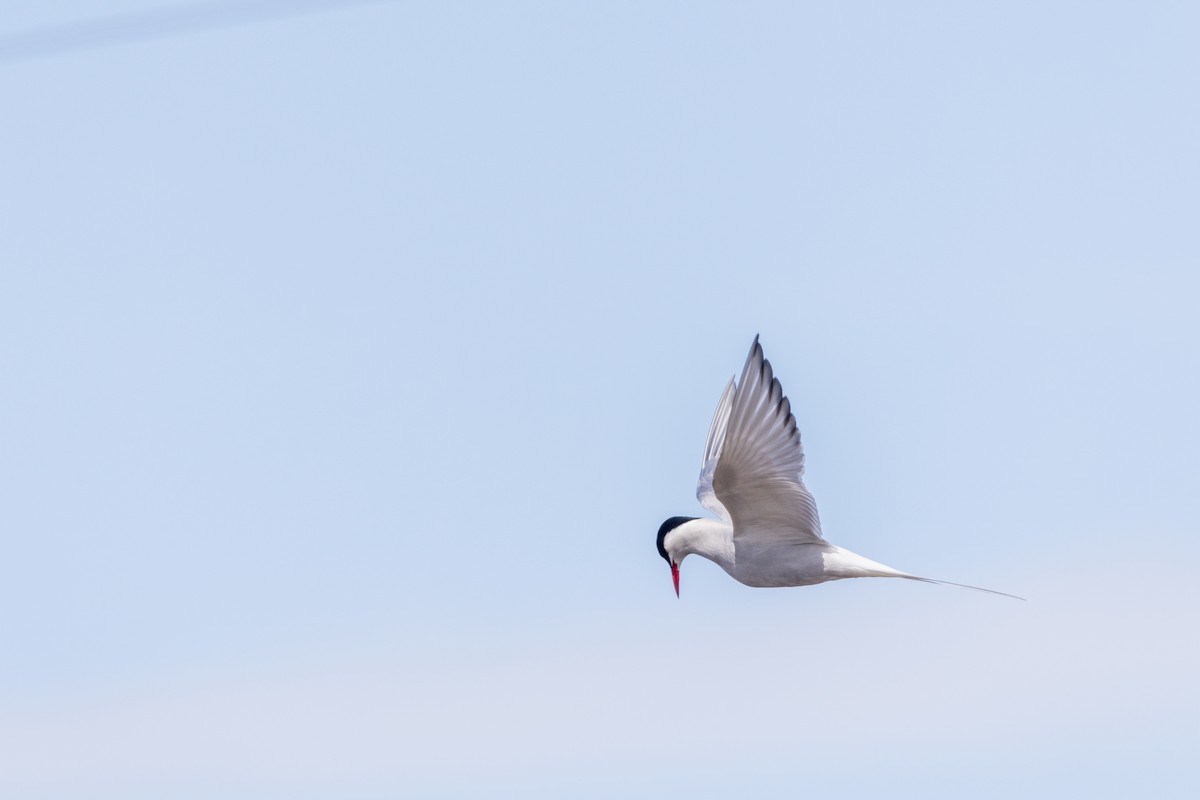 Arctic Tern - Sam Denenberg