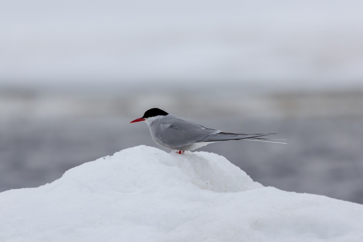 Arctic Tern - Sam Denenberg