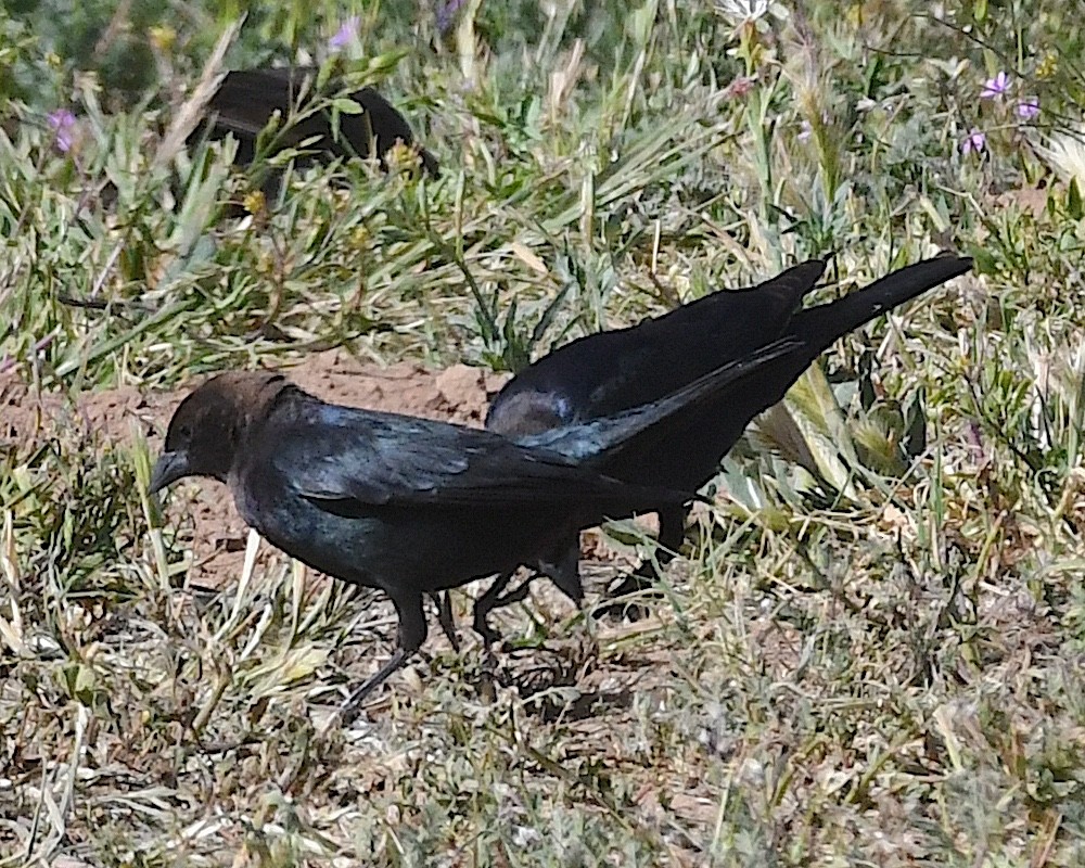 Brown-headed Cowbird - Ted Wolff