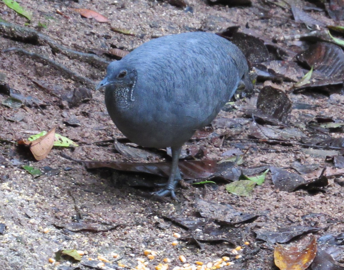 Gray Tinamou - ML617632772